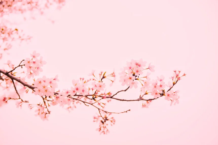 Cherry blossom